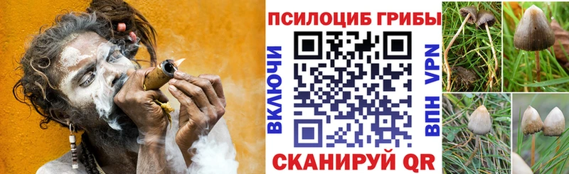 где найти   Петровск-Забайкальский  Псилоцибиновые грибы Cubensis 